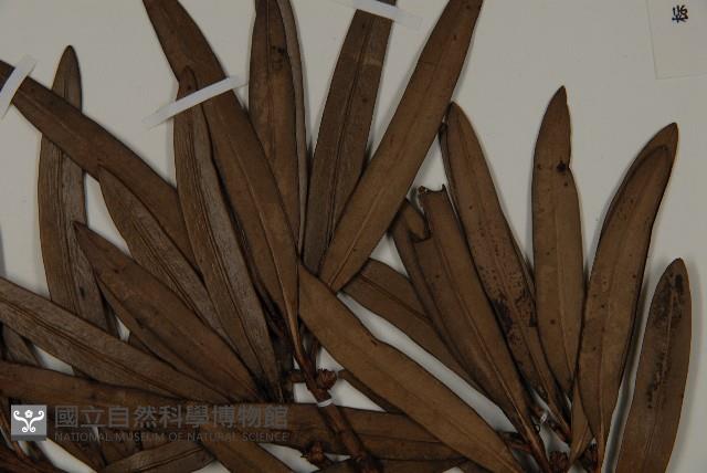 大葉羅漢松藏品圖，第5張