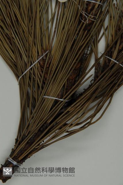 黑松藏品圖，第5張