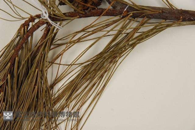 臺灣華山松藏品圖，第5張