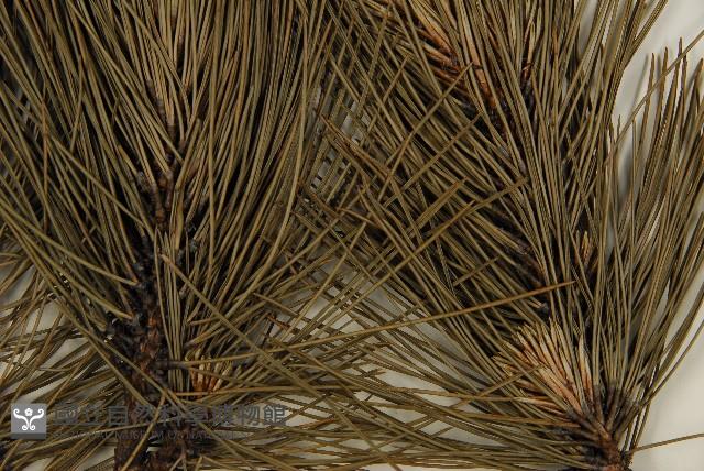 臺灣二葉松藏品圖，第4張