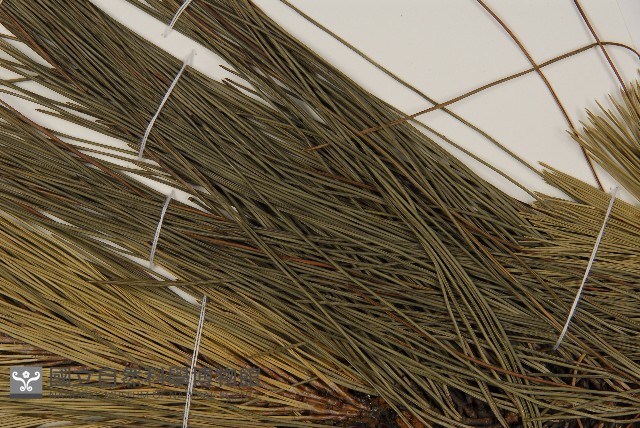 馬尾松藏品圖，第5張