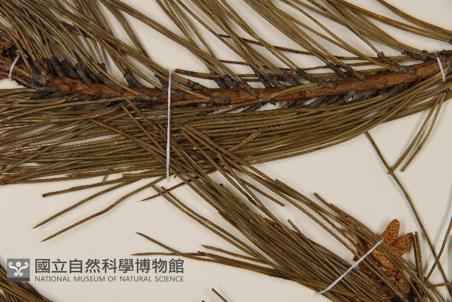 油松藏品圖，第5張