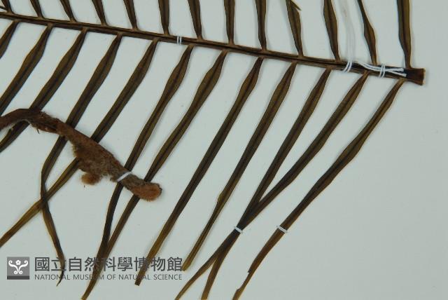 登錄號:G000976藏品圖，第15張