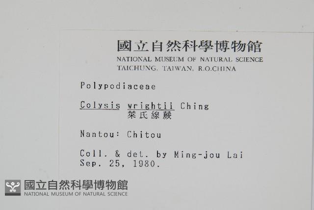 大鐵角蕨藏品圖，第13張