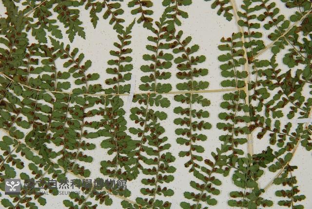 魚鱗蕨藏品圖，第15張