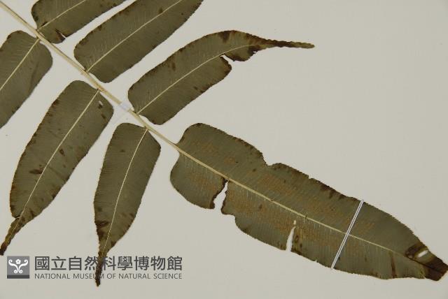 高山鳳丫蕨藏品圖，第13張