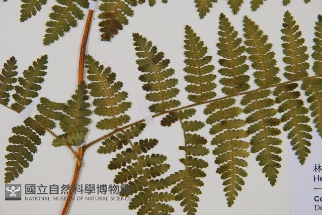 細葉姬蕨藏品圖，第13張