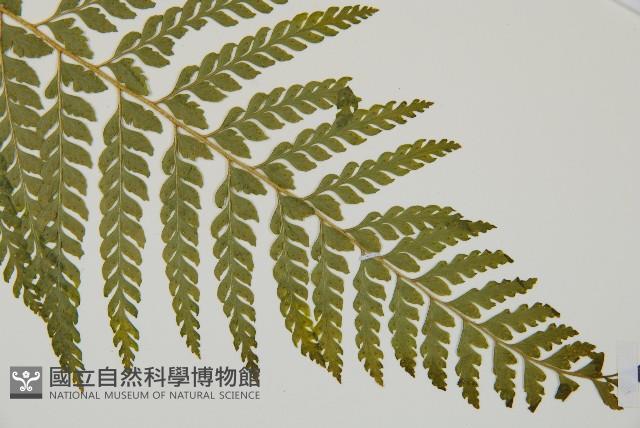 Accession Number:P010945 Collection Image, Figure 13, Total 15 Figures