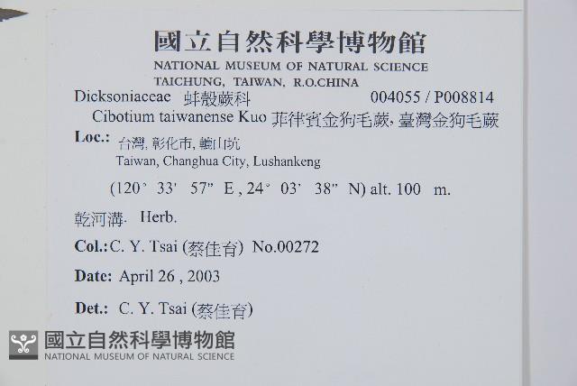 臺灣金狗毛蕨藏品圖，第12張