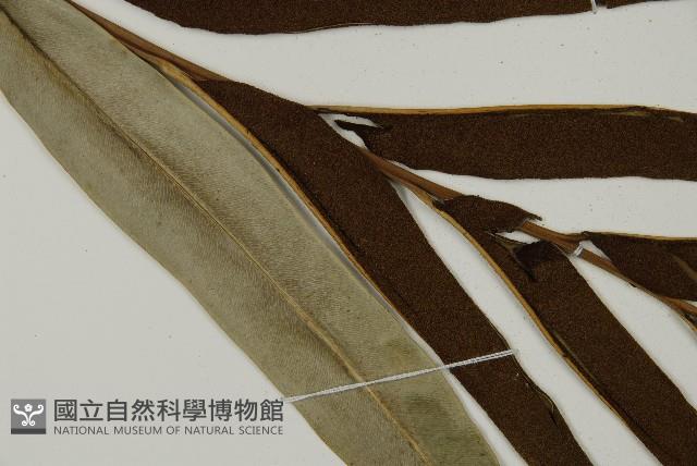 鹵蕨藏品圖，第11張