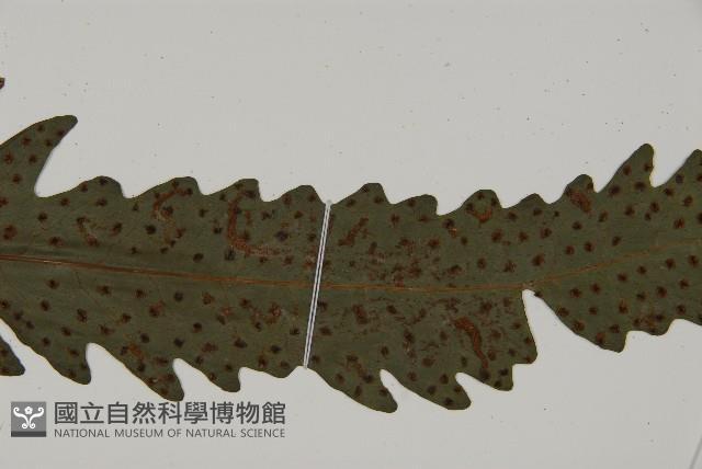 蛇脈三叉蕨藏品圖，第13張