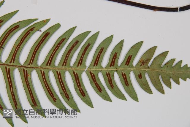 雉尾烏毛蕨藏品圖，第3張