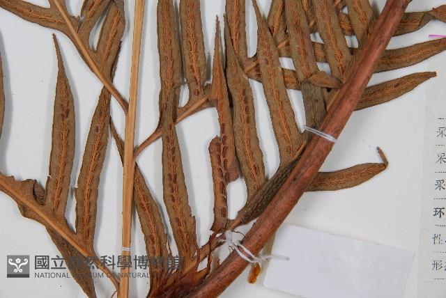 東方狗脊蕨藏品圖，第3張