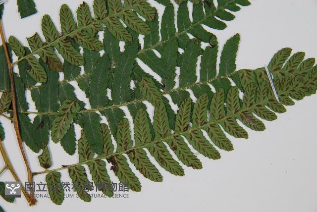 廣葉深山雙蓋蕨藏品圖，第3張