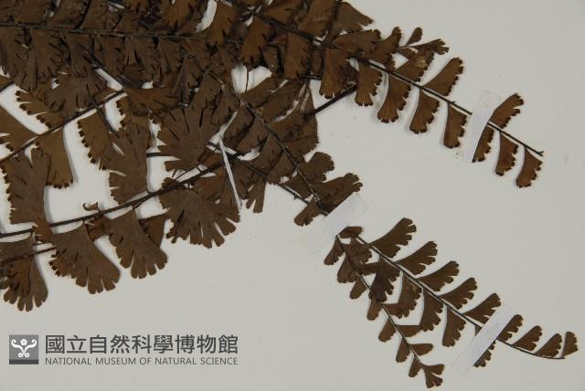 鞭葉鐵線蕨藏品圖，第3張