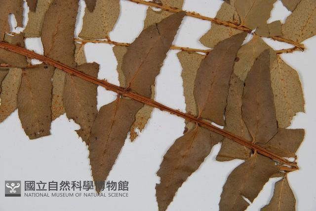 鐮羽貫眾藏品圖，第3張