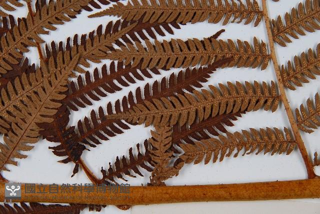 登錄號:P005726藏品圖，第3張