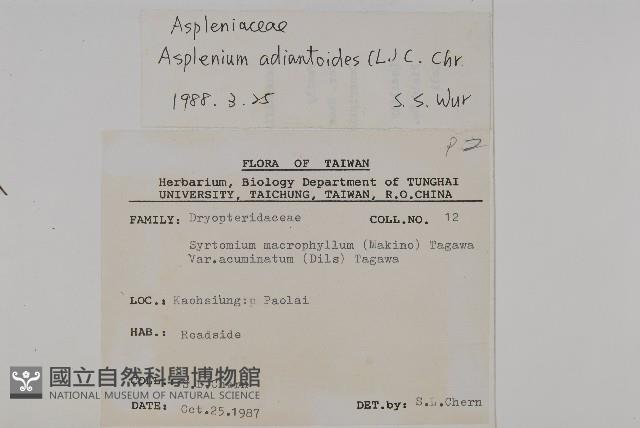 革葉鐵角蕨藏品圖，第2張