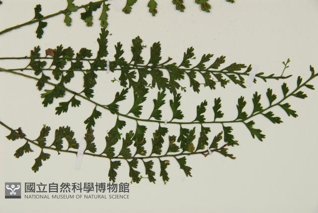鱗柄鐵角蕨藏品圖，第3張