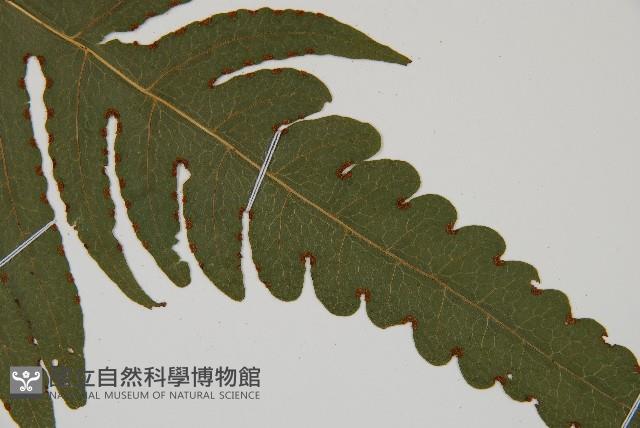 登錄號:P010026藏品圖，第3張