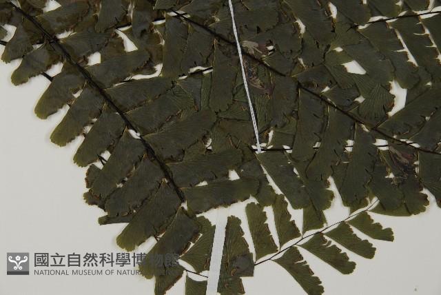 掌葉鐵線蕨藏品圖，第3張