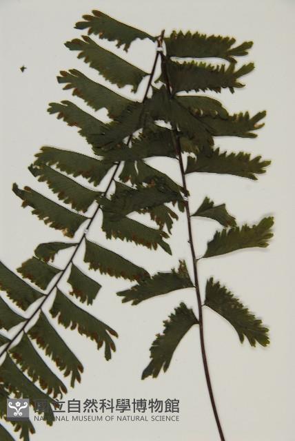 薄葉孔雀鐵角蕨、邊孢鐵角蕨藏品圖，第3張