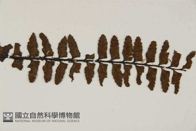 毛軸鐵角蕨藏品圖，第6張