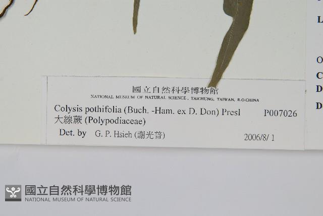 大線蕨藏品圖，第2張