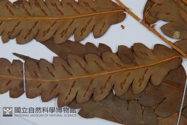 日本狗脊蕨藏品圖，第3張