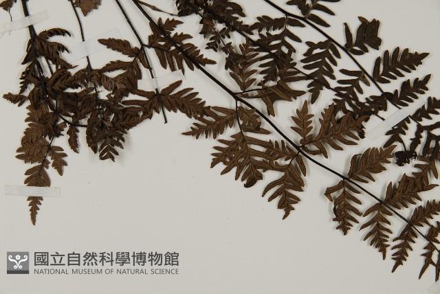 旱蕨藏品圖，第3張