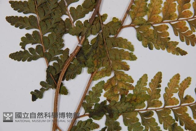 熱帶鱗蓋蕨藏品圖，第3張