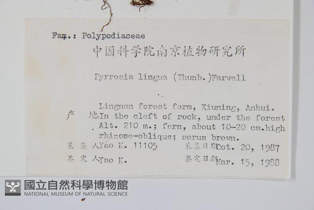 石葦藏品圖，第2張