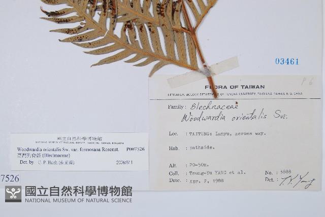 臺灣狗脊蕨藏品圖，第2張