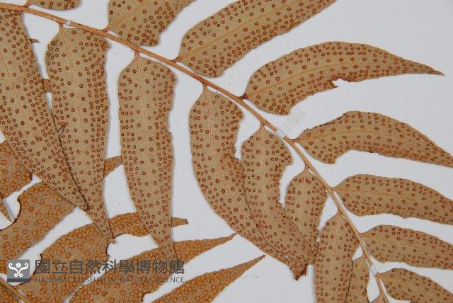 密羽貫眾蕨藏品圖，第3張