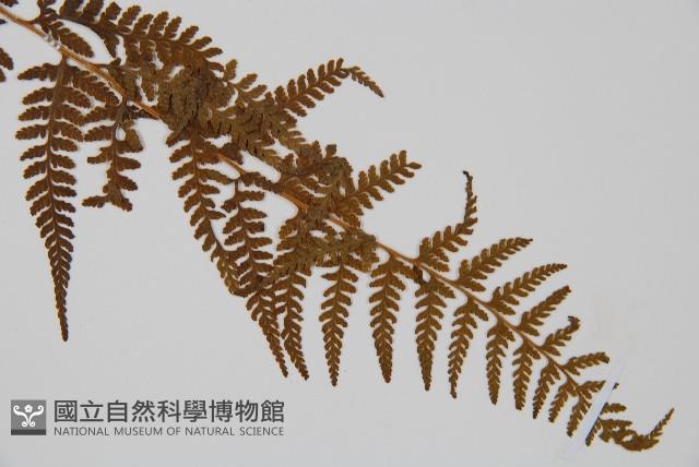 司氏碗蕨藏品圖，第3張