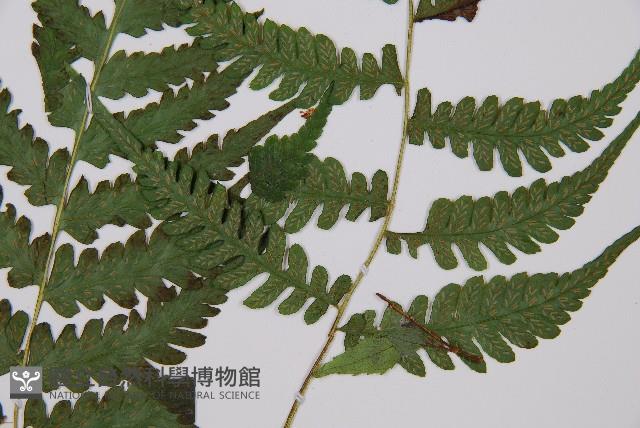 假蹄蓋蕨、東洋蹄蓋蕨藏品圖，第3張