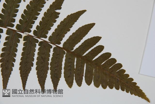 德氏雙蓋蕨藏品圖，第3張