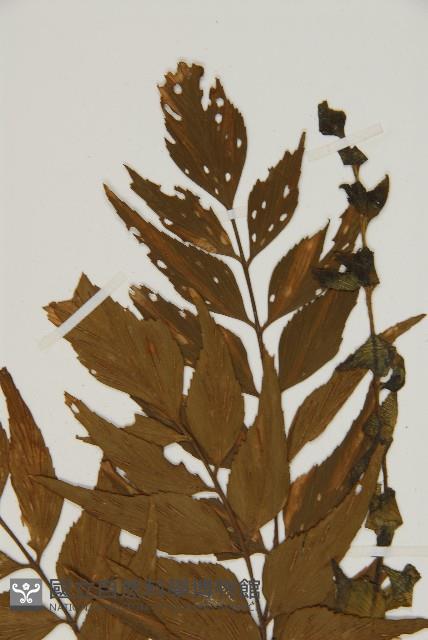 鐮葉鐵角蕨藏品圖，第3張