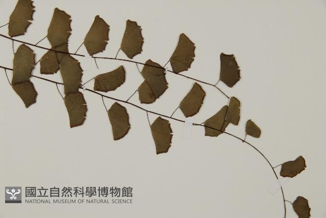 半月形鐵線蕨藏品圖，第2張