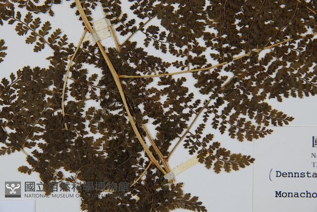 稀子蕨藏品圖，第3張