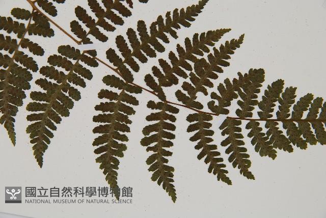 大葉貞蕨藏品圖，第3張