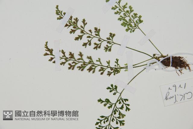 小葉鐵角蕨藏品圖，第3張