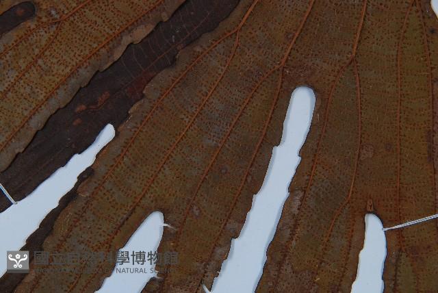 雙扇蕨藏品圖，第3張