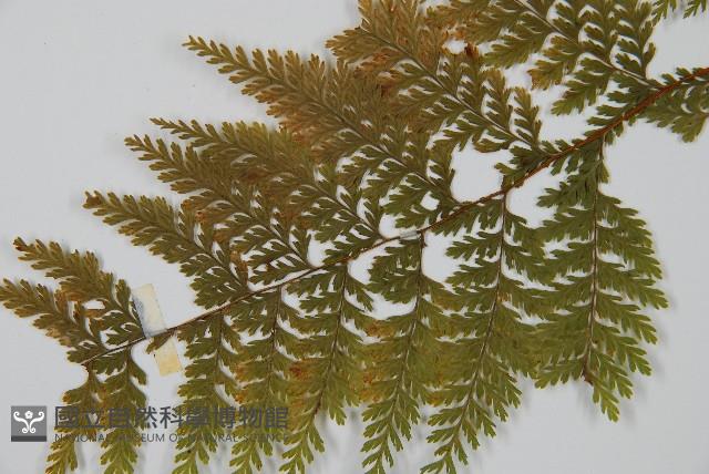 碗蕨藏品圖，第3張