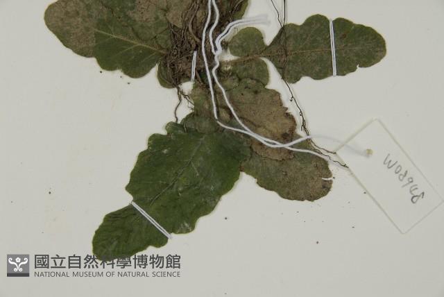 地耳蕨藏品圖，第3張