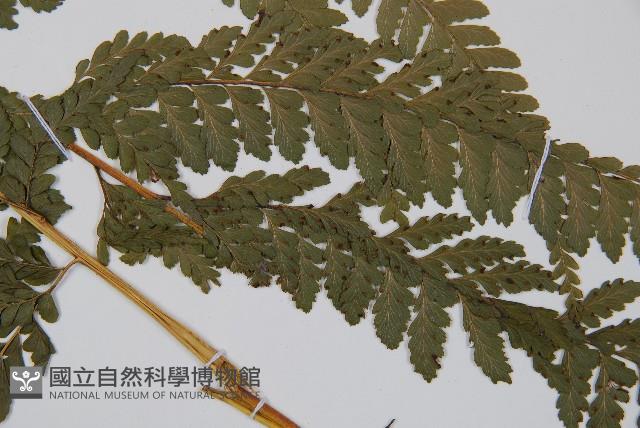 粗毛鱗蓋蕨藏品圖，第3張