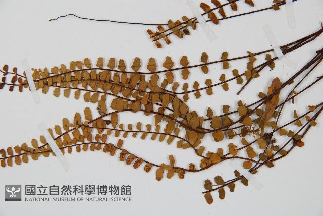 鐵角蕨藏品圖，第3張