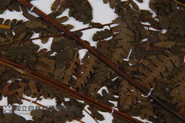 奄美短腸蕨藏品圖，第3張