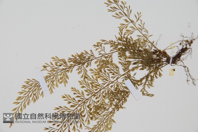 薄葉鐵角蕨藏品圖，第3張
