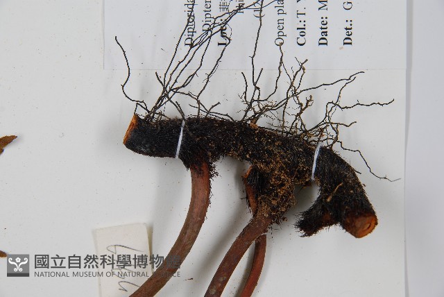 雙扇蕨藏品圖，第6張